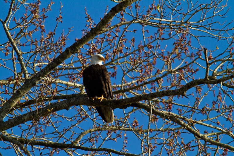 Bald Eagle